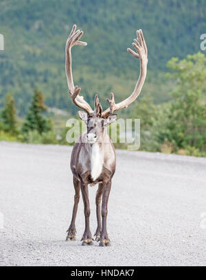 Ein Bull-Karibu (Rangifer Tarandus) steht auf der Parkstraße in Denali Nationalpark, Alaska Stockfoto