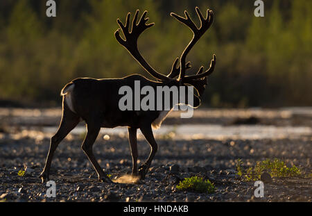 Ein Bull-Karibu (Rangifer Tarandus) geht auf die Teklanika River in der späten Nachmittagssonne im Denali-Nationalpark, Alaska Stockfoto