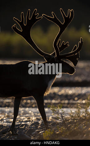 Ein Bull-Karibu (Rangifer Tarandus) geht auf die Teklanika River in der späten Nachmittagssonne im Denali-Nationalpark, Alaska Stockfoto