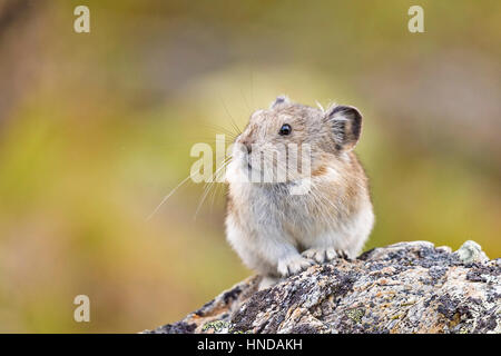 Ein collared Pika (Ochotona Collaris) sitzt auf einem Flechten bedeckten Felsen an einem bewölkten Tag im Denali-Nationalpark, Alaska Stockfoto