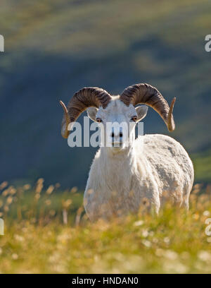 Eine Dall der Schafe (Ovis Dalli) Ram steht an einem steilen grünen Berghang an einem sonnigen Nachmittag in Denali Nationalpark und Reservat, Alaska Stockfoto