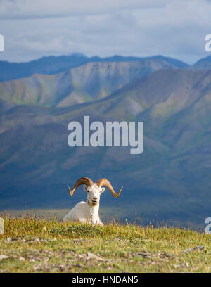 Ein Dall es Schaf (Ovis Dalli) sitzt auf der grünen Tundra und kaut seine Cud-alte Brauerei Sturm in die fernen Berge im Denali National Park, Ala Stockfoto