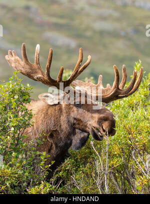 Ein Stier Elch (Alces Alces) isst Weidenruten und lässt an einem sonnigen Nachmittag im Denali Nationalpark und Reservat, Alaska Stockfoto