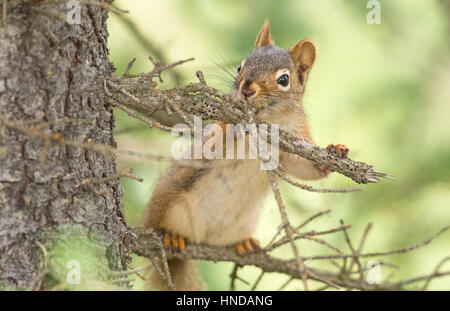 Ein Rotes Eichhörnchen (Tamiasciurus Hudsonicus) stoppt beim Klettern eines Baums auf dem Teklanika Zeltplatz im Denali-Nationalpark, Alaska. Stockfoto