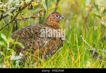 Eine Weide Ptarmagin (Lagopus Lagopus) versucht, unter einem Busch Weide und in einige Gräser an einem bewölkten Tag im Denali-Nationalpark, Alaska zu verbergen Stockfoto