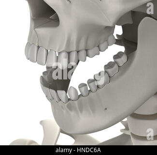 Zähne Schädel männlichen Anatomie isoliert auf weiss - 3D-Illustration Stockfoto