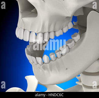 Zähne Schädel männlichen Anatomie auf blauem Hintergrund - 3D-Illustration Stockfoto