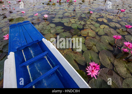 Red Lotus Lake Kumphawapi in der Nähe von Udon Thani ist eine besondere See Nong Han Kumphawapi offiziell genannt, obwohl Thai Einheimischen ihn Talay Bua Daeng nennen Bedeutung: Stockfoto