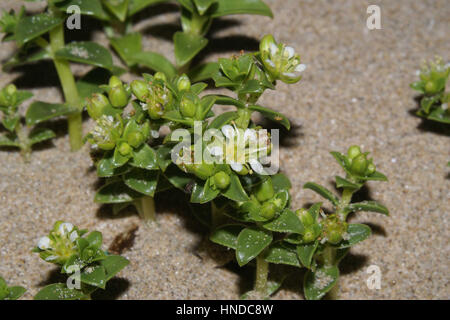 Honckenya peploides Stockfoto