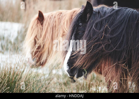 Wildpferde in Brecon Beacons Nationalpark, Pferde, wenig behaart welsh Pony, im Schnee, in einem kalten Wintermorgen Stockfoto