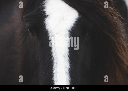 Wildpferde in Brecon Beacons Nationalpark, Pferde, wenig behaart welsh Pony, im Schnee, in einem kalten Wintermorgen Stockfoto