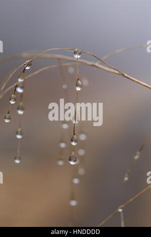 Nebeltröpfchen auf Grass.Pennsylvania,USA Stockfoto