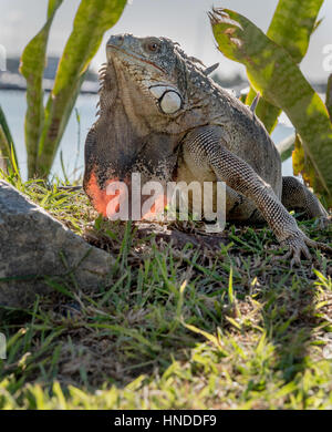 Wild Leguan, st. martin (St. Maarten), West Indies Stockfoto