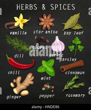 Gewürze und Kräuter gesetzt. Natürliche gesunde Nahrungsmittelproduktion. Tafel-Hintergrund. Vektor-Illustration. Stock Vektor