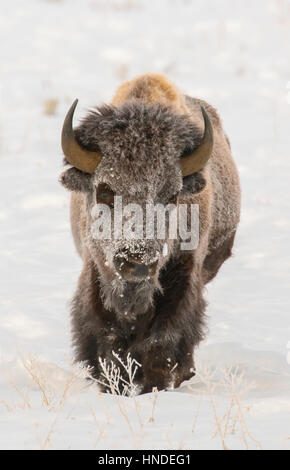 Raureif auf Kuh Bison im Tiefschnee Stockfoto