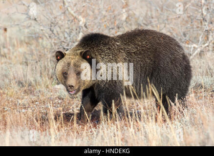 Grizzly Bear Höhenplan in tiefen Rasen Stockfoto