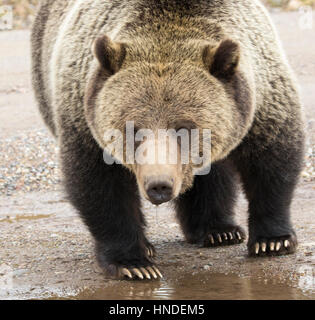 Grizzly Bear trinken aus Pfütze neben Straße Stockfoto