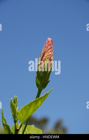 Hibiscus Flower Bud gegen blauen Himmel. Hibiscus Rosa-sinensis Stockfoto