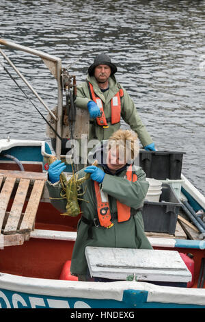 Joe und Lori bringen in einer seltenen grünen Hummer, Forellenfluss, Neufundland Stockfoto