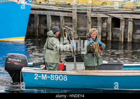 Bringen in einer seltenen grünen Hummer, Forellenfluss, Neufundland Stockfoto