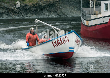 Hummer-Boot in den Hafen mit dem Morgen zu beschleunigen zu fangen, Forellenfluss, Neufundland Stockfoto