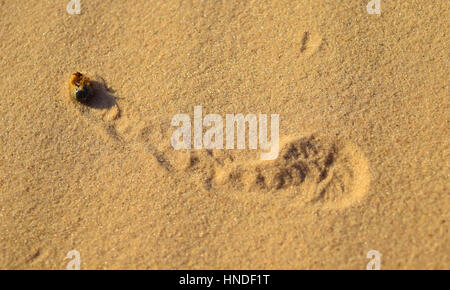 Ein kleiner Bug zappelt in den Sand. Stockfoto