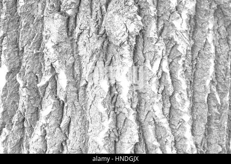 weiße Textur Dicke raue Rinde des Baumes Stockfoto