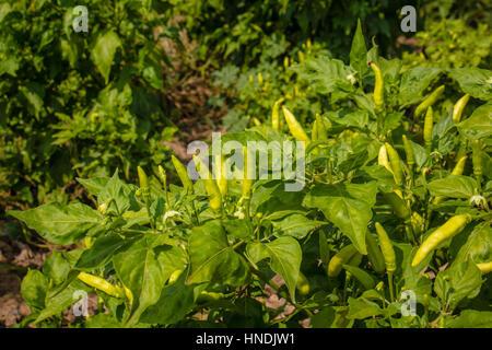 Anpflanzungen von Paprika im Feld. In einer Zeile Stockfoto
