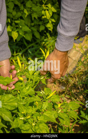 Nahaufnahme des Landwirts Hand frischen Chili-Pfeffer-Pflanze im Garten zu halten. Stockfoto