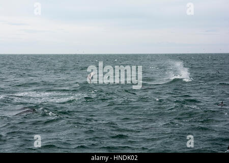 Dusky Dolphin springen im Pazifischen Ozean in der Nähe von Kaikoura in Neuseeland. Diese Federung scheint einige Paarung Verhalten- Stockfoto