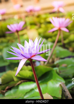 Sanft zu konzentrieren, lila Lotusblume oder Blüte der Seerose im Teich Stockfoto