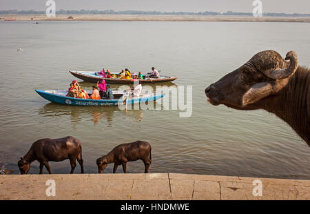 Büffel und Boote von Pilgern in Lalita Ghat, Fluss Ganges, Varanasi, Uttar Pradesh, Indien. Stockfoto