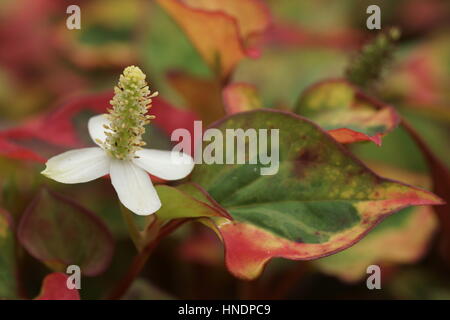 Houttuynia Cordata 'Chameleon' Stockfoto