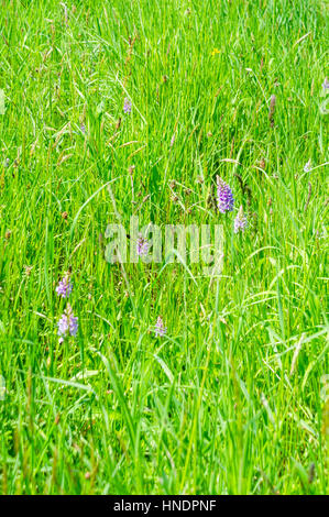 Gemeinsamen entdeckt Orchidee (Dactylorhiza Fuchsii) Blüte April/Juni, wachsen auf einem Naturschutzgebiet in der Landschaft Herefordshire UK Stockfoto