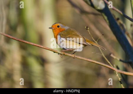 Robin (Erithacus Rubecula) thront auf Zweig Herefordshire UK Stockfoto