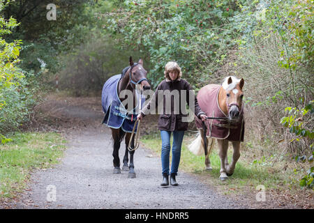 Eine Frau führt zwei Pferde auf einem Wanderweg durch den Wald Stockfoto