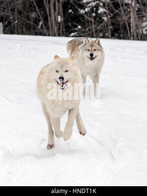 Zwei graue Wölfe; Canus Lupus; Britisch-Kolumbien; Kanada Stockfoto