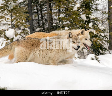 Zwei graue Wölfe; Canus Lupus; Britisch-Kolumbien; Kanada Stockfoto