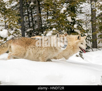 Zwei graue Wölfe; Canus Lupus; Britisch-Kolumbien; Kanada Stockfoto