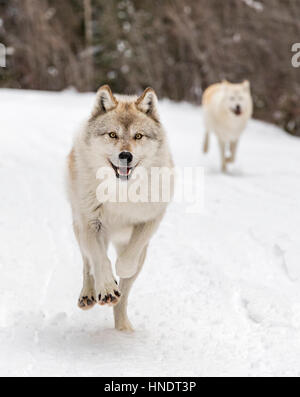 Zwei graue Wölfe; Canus Lupus; Britisch-Kolumbien; Kanada Stockfoto