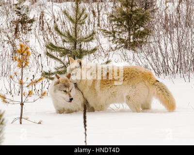 Zwei graue Wölfe; Canus Lupus; Britisch-Kolumbien; Kanada Stockfoto