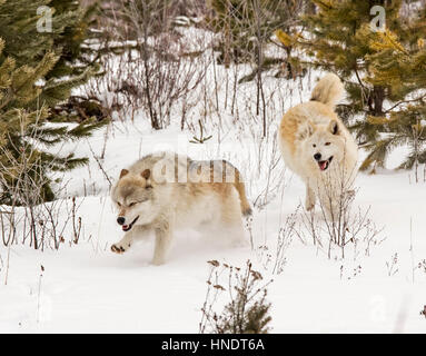 Zwei graue Wölfe; Canus Lupus; Britisch-Kolumbien; Kanada Stockfoto