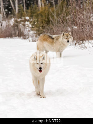 Zwei graue Wölfe; Canus Lupus; Britisch-Kolumbien; Kanada Stockfoto