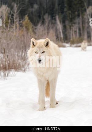 Zwei graue Wölfe; Canus Lupus; Britisch-Kolumbien; Kanada Stockfoto
