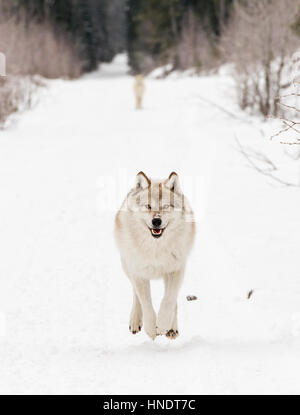 Zwei graue Wölfe; Canus Lupus; Britisch-Kolumbien; Kanada Stockfoto