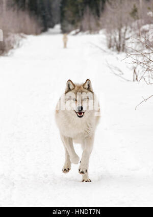 Zwei graue Wölfe; Canus Lupus; Britisch-Kolumbien; Kanada Stockfoto