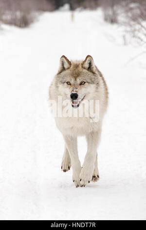 Zwei graue Wölfe; Canus Lupus; Britisch-Kolumbien; Kanada Stockfoto