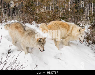 Zwei graue Wölfe; Canus Lupus; Britisch-Kolumbien; Kanada Stockfoto