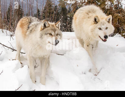 Zwei graue Wölfe; Canus Lupus; Britisch-Kolumbien; Kanada Stockfoto