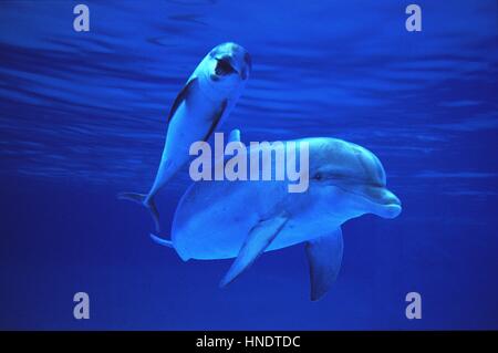 Tümmler, Tursiops Truncatus, Mutter und Kalb Stockfoto